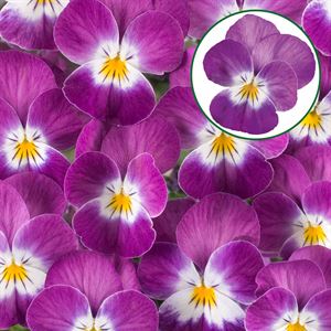 Bild von Viola P9 kleinbloemig Purple rose whit face